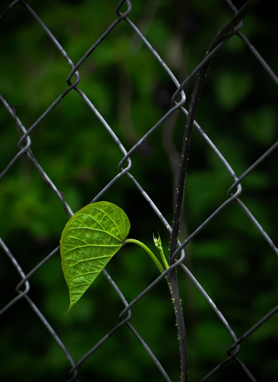 leaf, fence, demarcation, green leaf, leaf veins, link fence, chain link, chain link fence, metal, nature, barrier, grid